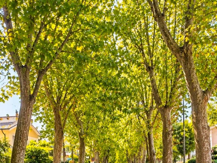 Appartamento con 6 locali in vendita in Centro, Cervia