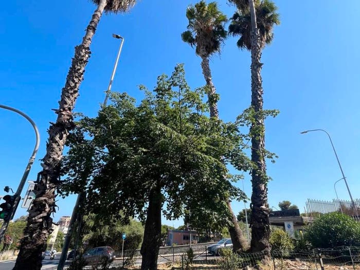 Appartamento con 6 locali in vendita in VIA PASSO GRAVINA, Cittadella Policlinico, Catania