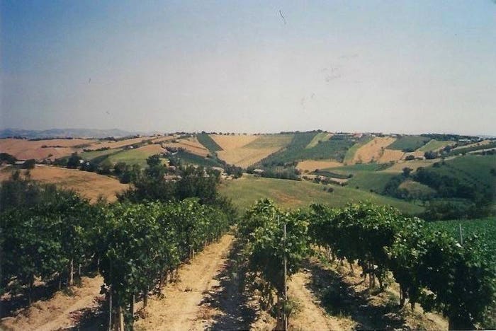 Casa con 5 locali in vendita in Morro d'Alba