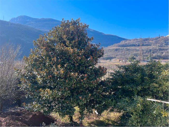 Appartamento quadrilocale in vendita in Chizzola, Ala