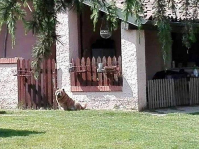Casa con 6 locali in vendita in Via Massara, Cittadella Villaggio Dalmazia, Novara