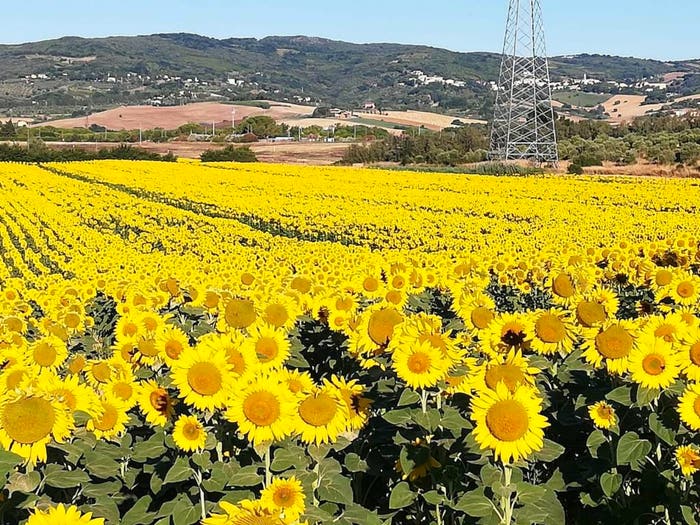 Appartamento trilocale in vendita in Via Rosignanina, Macchiaverde, Santa Luce